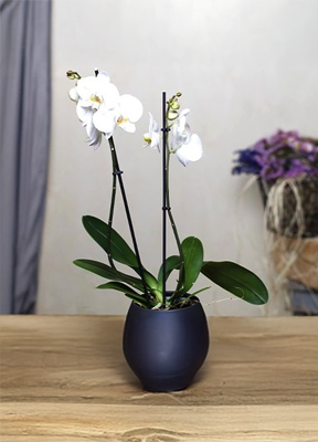 Potted White Orchid